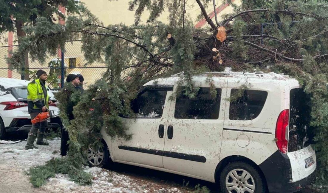 Sinop’ta kökünden sökülen ağaç park halindeki aracın üzerine devrildi. Olay,
