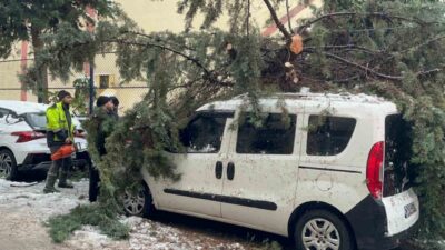 Sinop’ta kökünden sökülen ağaç park halindeki aracın üzerine devrildi. Olay,