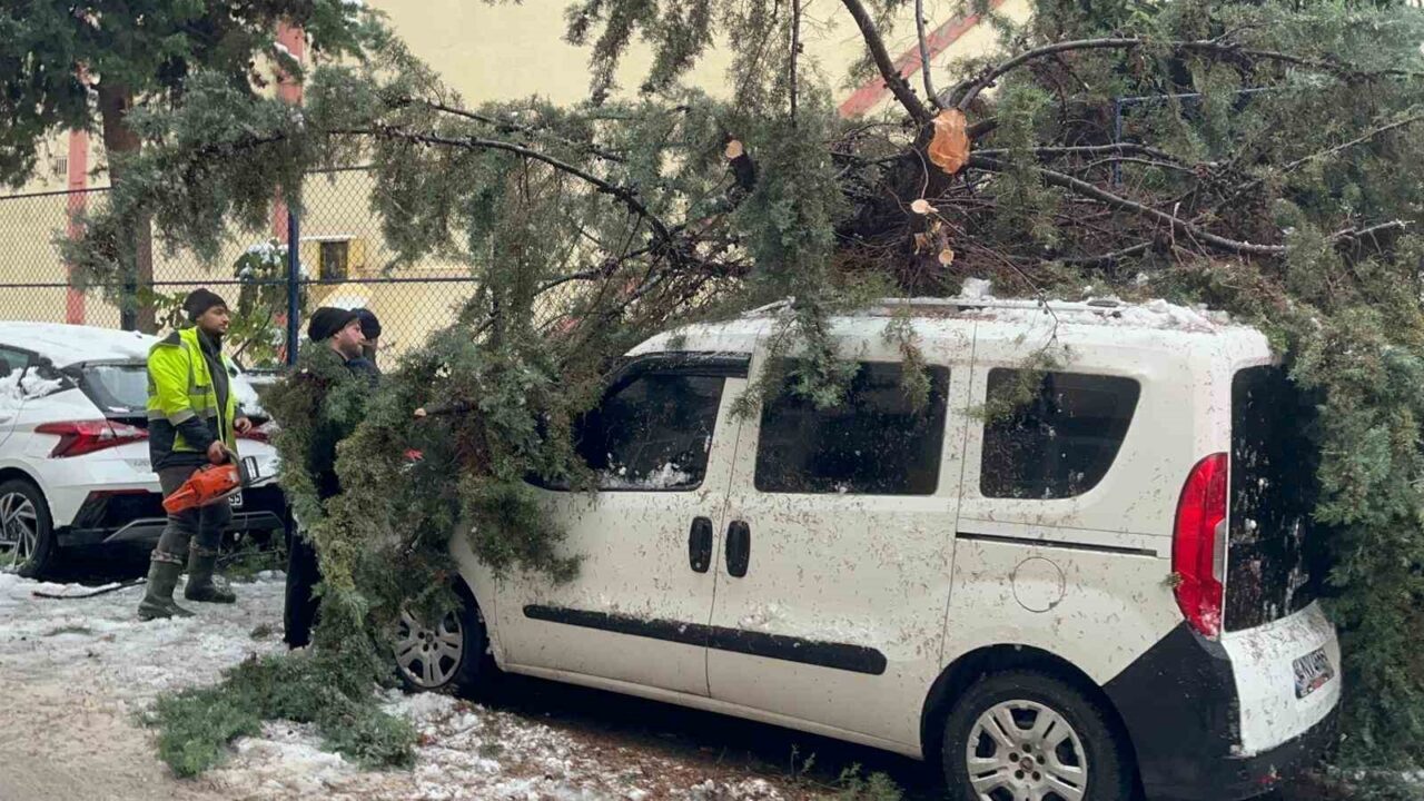 Sinop’ta kökünden sökülen ağaç park halindeki aracın üzerine devrildi. Olay,