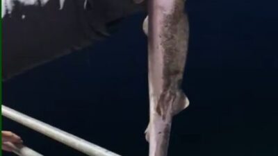 Karadeniz’de popülasyonu her geçen gün artmakta olan camgöz köpekbalığı türü