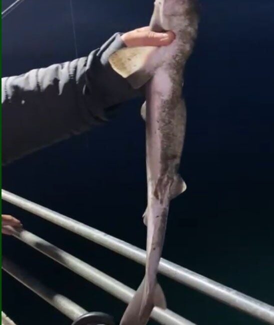 Karadeniz’de popülasyonu her geçen gün artmakta olan camgöz köpekbalığı türü