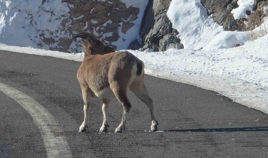 Bayburt’un farklı noktalarında nesli tükenme tehlikesi altında olan dağ keçileri