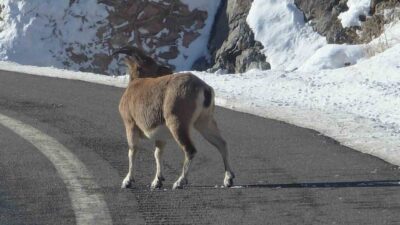 Bayburt’un farklı noktalarında nesli tükenme tehlikesi altında olan dağ keçileri