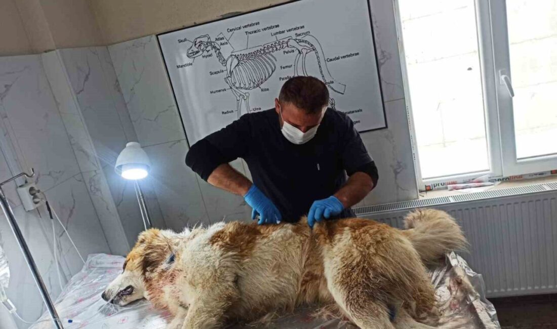 HAKKARİ (İHA) – Hakkari’de kurdun saldırısına uğrayan çoban köpeği yaralandı.
