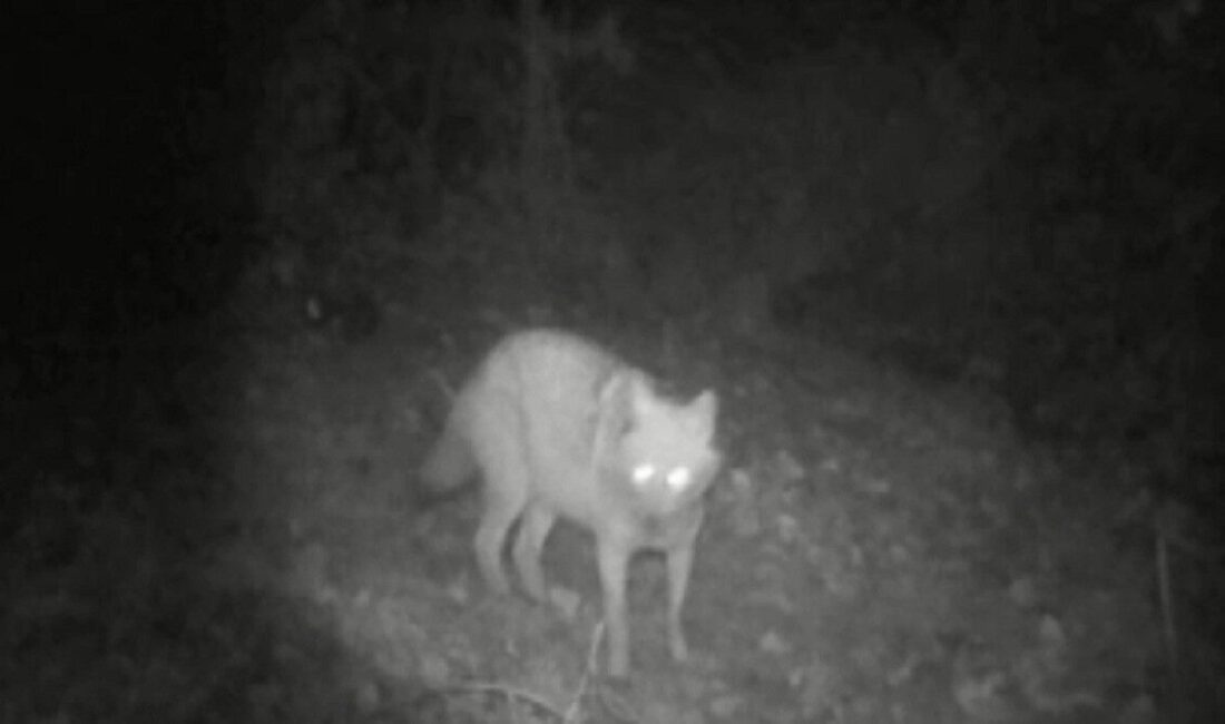 Bilecik’te doğaseverler tarafından köy çevresine yerleştirilen fotokapanda kurt ve çakal
