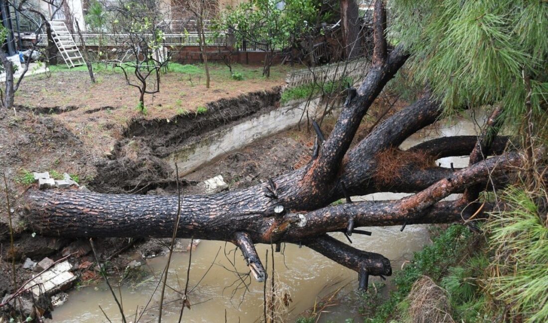 Güzelçamlı Mahallesi’nde günlerdir süren yağışlar nedeniyle köklerinden koparak dere yatağına