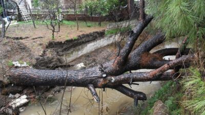 Güzelçamlı Mahallesi’nde günlerdir süren yağışlar nedeniyle köklerinden koparak dere yatağına