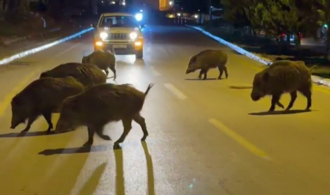 Aydın’ın Kuşadası ilçesinde şehir merkezini mesken tutan domuzlar, yiyecek ararken