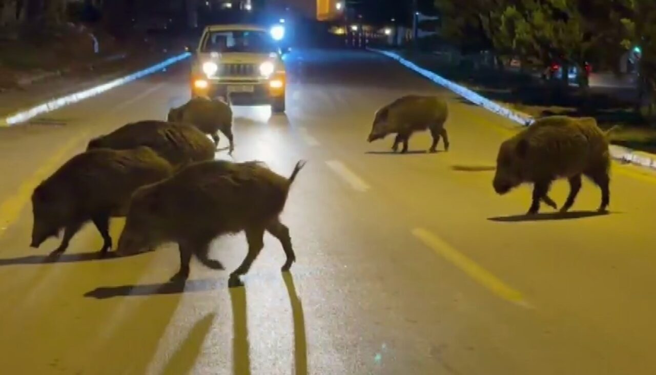 Aydın’ın Kuşadası ilçesinde şehir merkezini mesken tutan domuzlar, yiyecek ararken