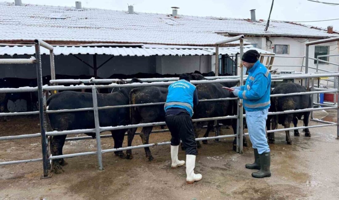 Kütahya’ya Brezilya’dan getirilen ithal besilik erkek sığırlar için millileştirme çalışmaları