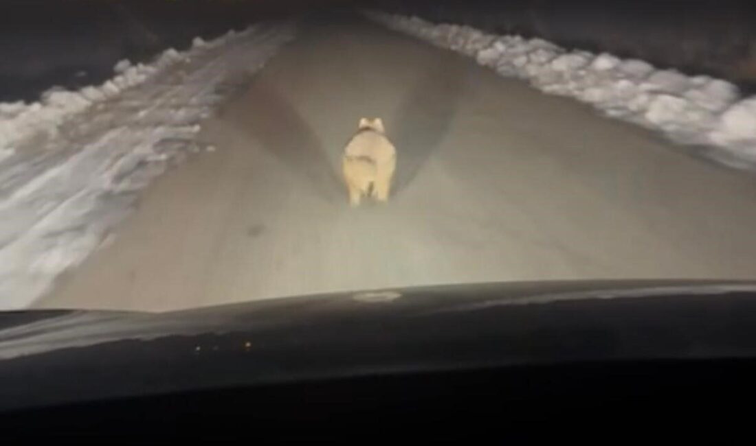 Diyarbakır’ın Çınar ilçesinde mahalleye inen bir kurt, kilometrelerce aracın önünde