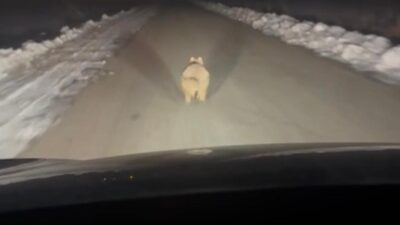 Diyarbakır’ın Çınar ilçesinde mahalleye inen bir kurt, kilometrelerce aracın önünde