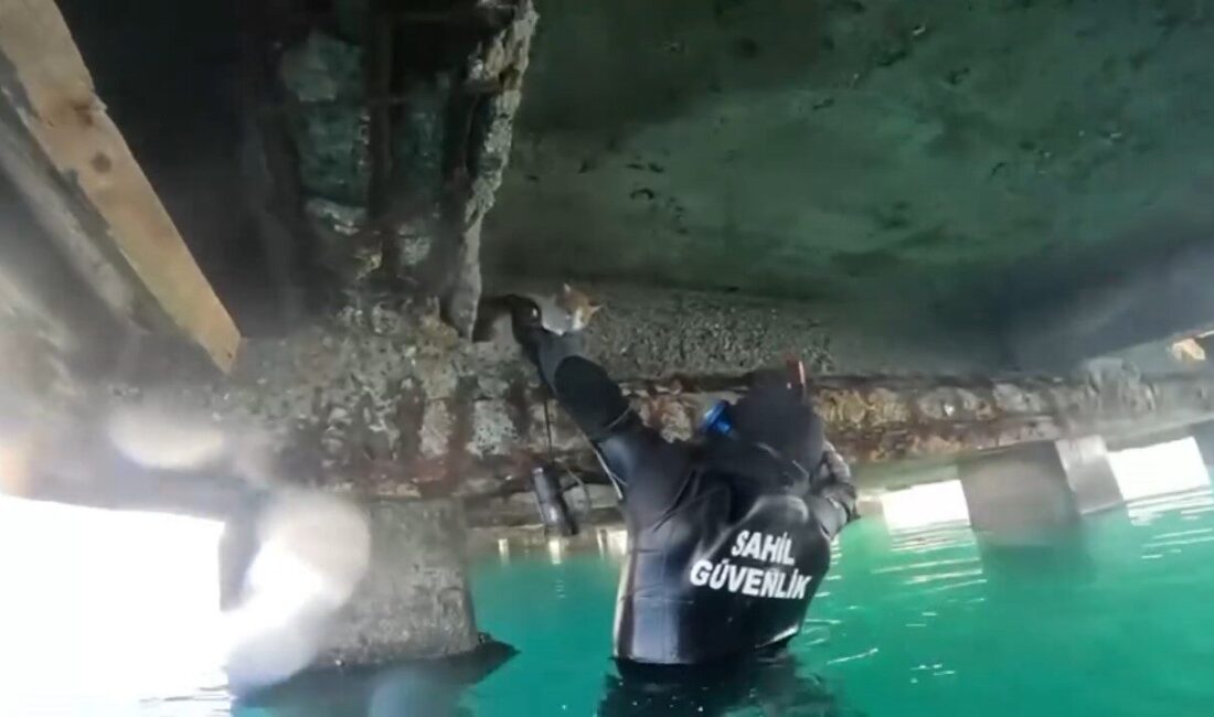 Balıkesir’in Edremit ilçesinde, denizin kenarındaki iskelenin altında mahsur kalan kedi,