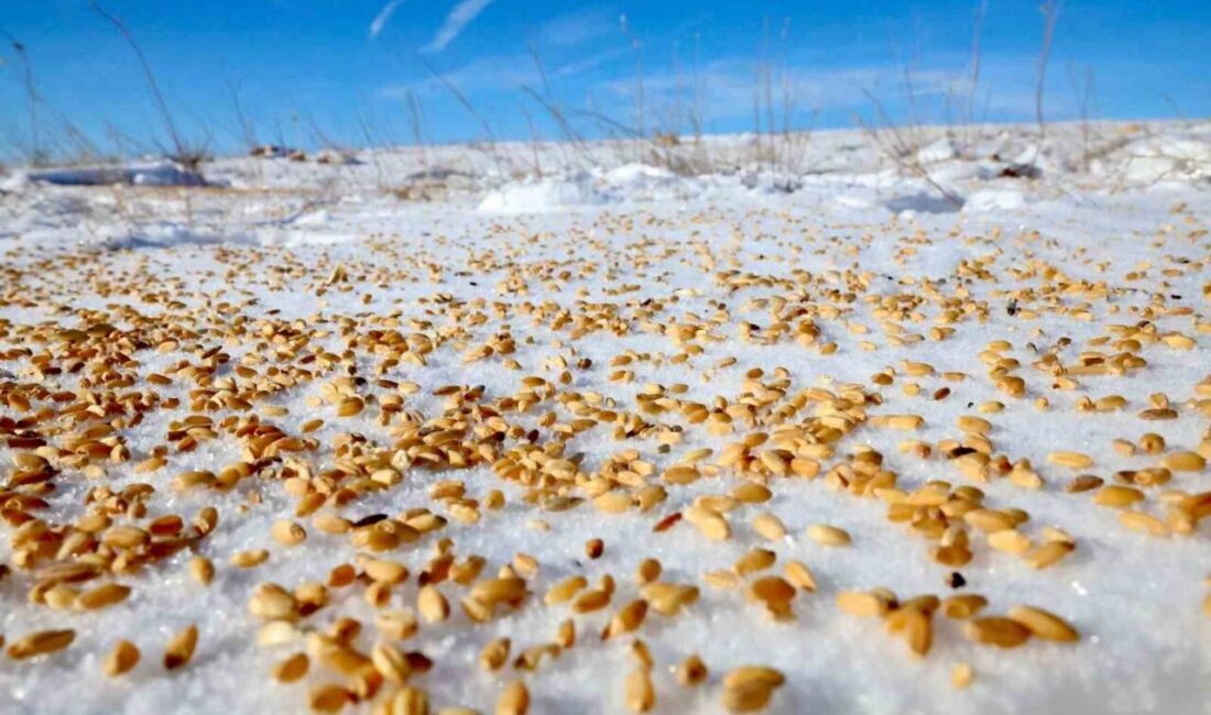 Malatya’nın Darende ilçesinde etkili olan kar yağışı sonrası yaban hayvanlarının