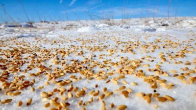 Malatya’nın Darende ilçesinde etkili olan kar yağışı sonrası yaban hayvanlarının