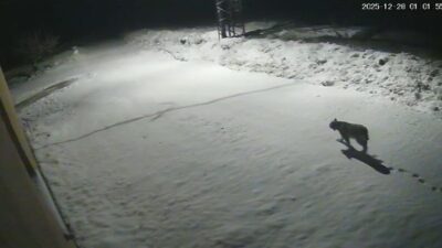 Malatya’nın Hekimhan ilçesinde nesli tükenme tehlikesi altında olan ve “ormanların