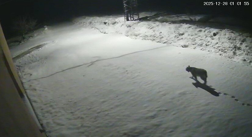 Malatya’nın Hekimhan ilçesinde nesli tükenme tehlikesi altında olan ve “ormanların