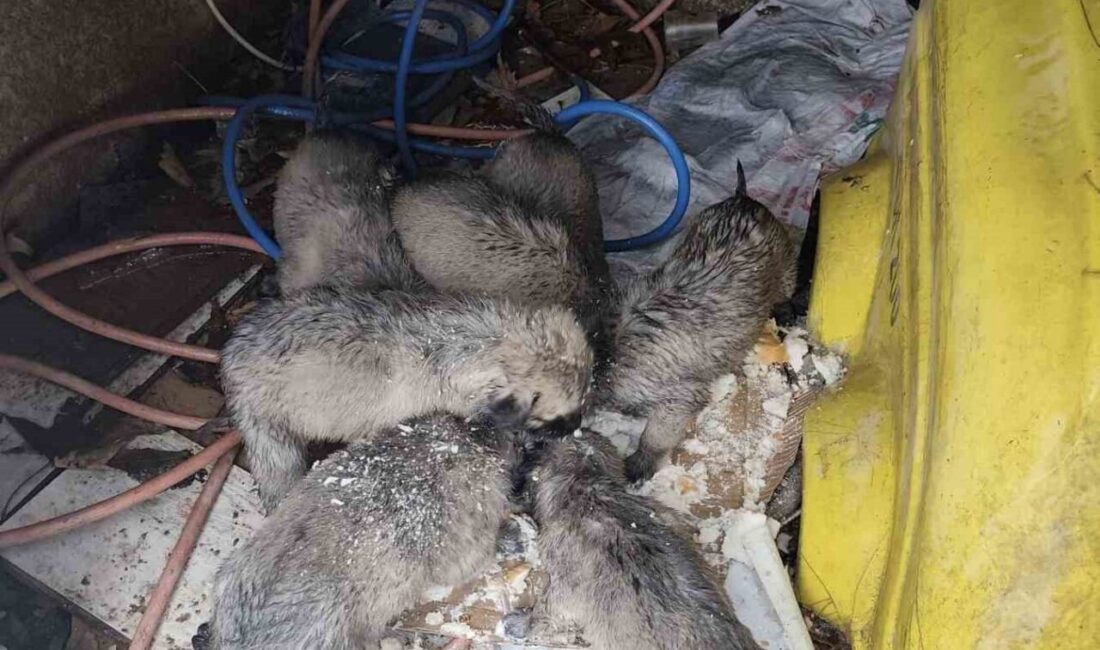 Mardin’in Mazıdağı ilçesinde 7 yavru köpek karlı havada yol kenarında