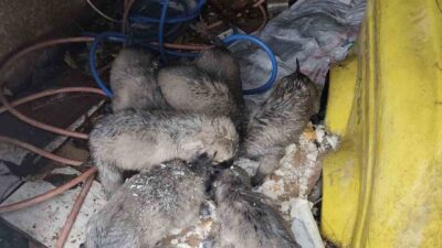 Mardin’in Mazıdağı ilçesinde 7 yavru köpek karlı havada yol kenarında