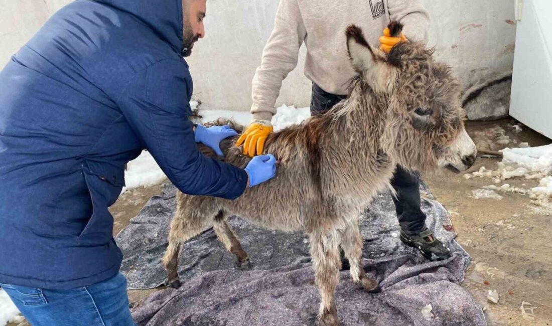 Mardin’in Mazıdağı ilçesinde, Belediyenin yoğun kar yağışının ardından sahipsiz bir