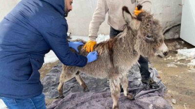 Mardin’in Mazıdağı ilçesinde, Belediyenin yoğun kar yağışının ardından sahipsiz bir
