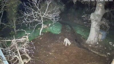 Muğla’nın Menteşe ilçesinde iddiaya göre kurdun saldırdığı 3 koyun telef