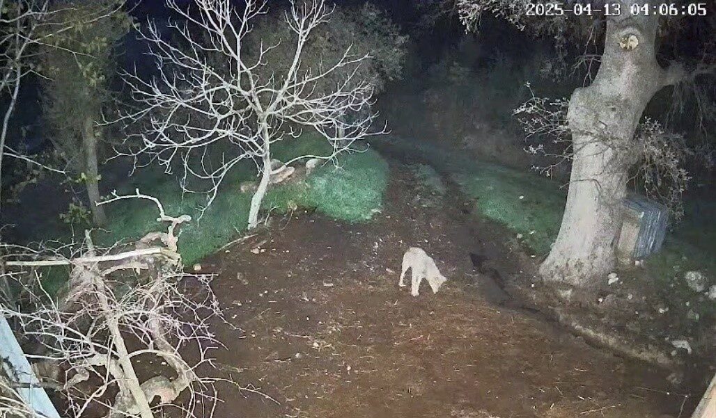 Muğla’nın Menteşe ilçesinde iddiaya göre kurdun saldırdığı 3 koyun telef