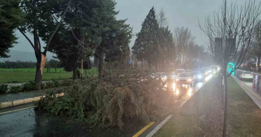 Muğla’nın Menteşe ilçesi Uğur Mumcu Bulvarı’nda fırtına nedeniyle devrilen ağaç