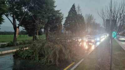 Muğla’nın Menteşe ilçesi Uğur Mumcu Bulvarı’nda fırtına nedeniyle devrilen ağaç
