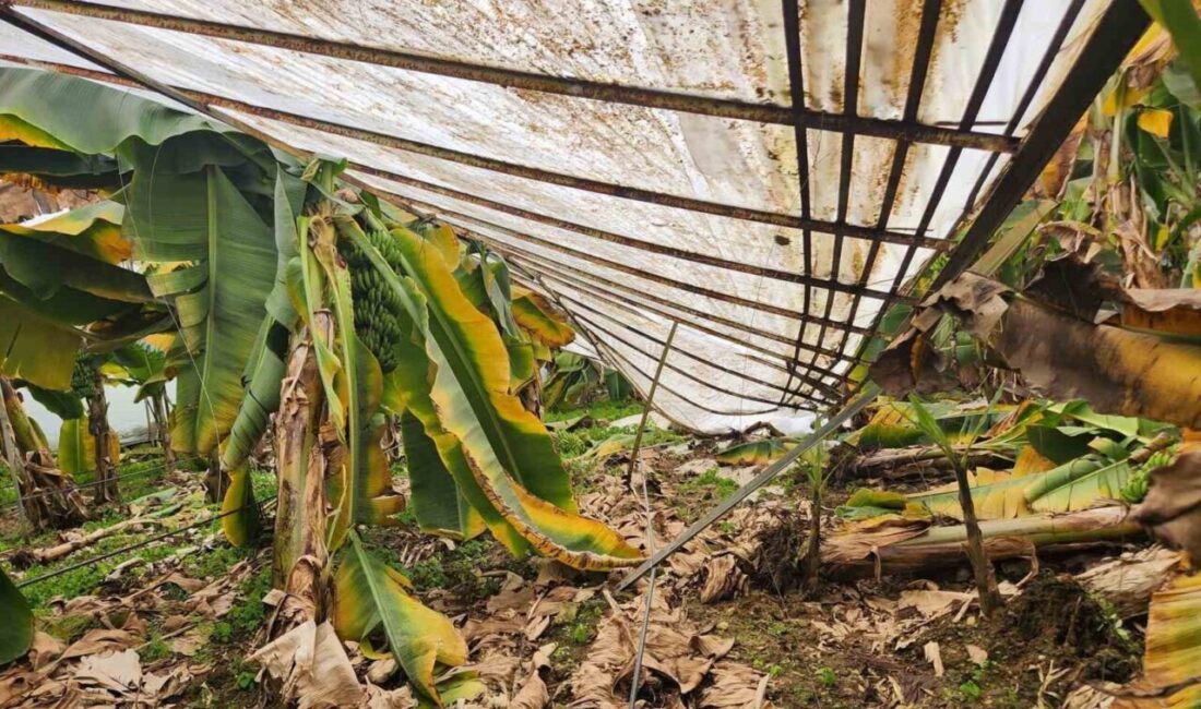 Mersin’in Anamur ile Aydıncık ilçelerinde dolu tarım alanlarına zarar verdi,