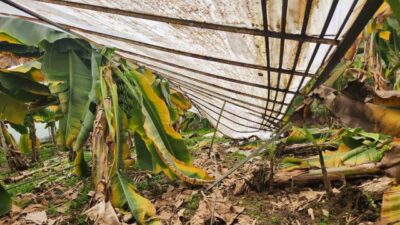 Mersin’in Anamur ile Aydıncık ilçelerinde dolu tarım alanlarına zarar verdi,