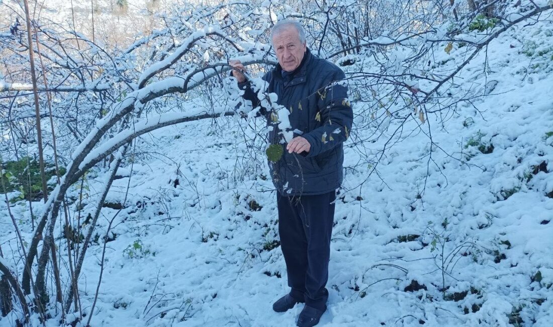 Giresun’da mevsim normallerinde yağan kar yağışı, fındık üreticileri tarafından sevinçle