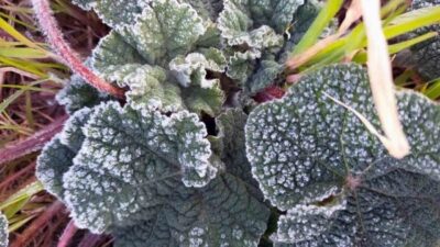 Meteoroloji Genel Müdürlüğü 4. Bölge Müdürlüğü Bölge Tahmin ve Uyarı