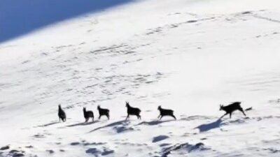 Erzincan ile Tunceli arasında uzanan ve 3 bin 300 rakıma