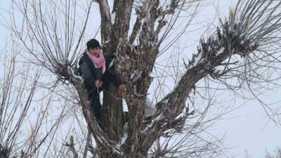 Muş’ta küçükbaş hayvan yetiştiricileri, budanan söğüt dalları ile hem hayvanları