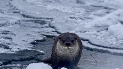 Muş’ta dondurucu soğuklar nedeniyle buzla kaplanan Karasu Nehri’nde görülen su
