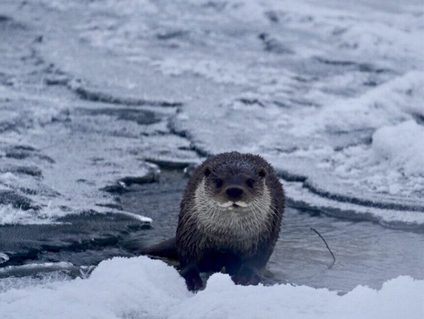 Muş’ta dondurucu soğuklar nedeniyle buzla kaplanan Karasu Nehri’nde görülen su