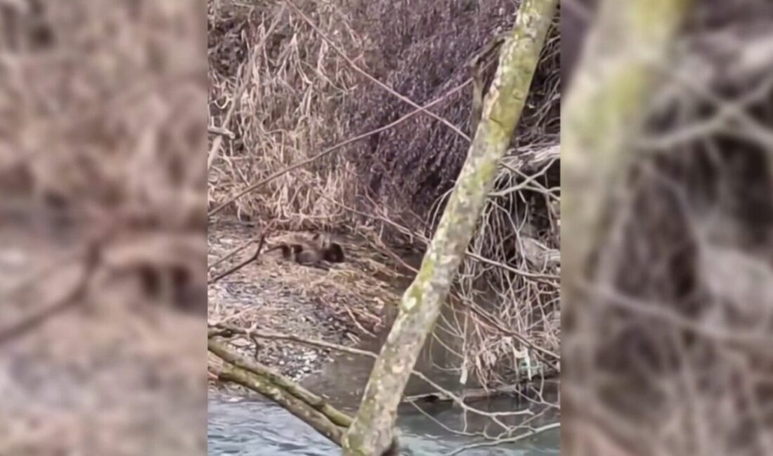 Sinop’un Boyabat ilçesinde, nesli tükenmekte olan hayvanlar arasında yer alan