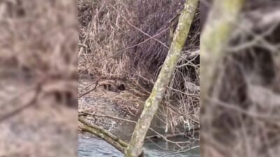 Sinop’un Boyabat ilçesinde, nesli tükenmekte olan hayvanlar arasında yer alan