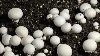 Giresun’un Bulancak ilçesinde Mesleki ve Teknik Anadolu Lisesi Tarım Teknolojileri