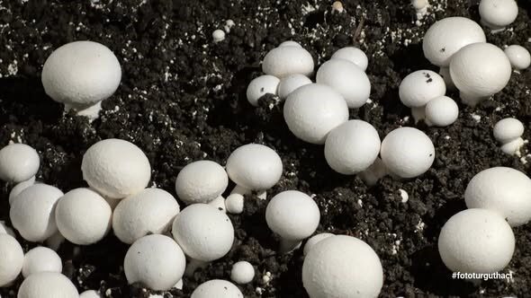 Giresun’un Bulancak ilçesinde Mesleki ve Teknik Anadolu Lisesi Tarım Teknolojileri