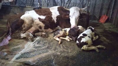 Hayvancılık yapan bir aile, 15 gün önce ölü doğan buzağıya