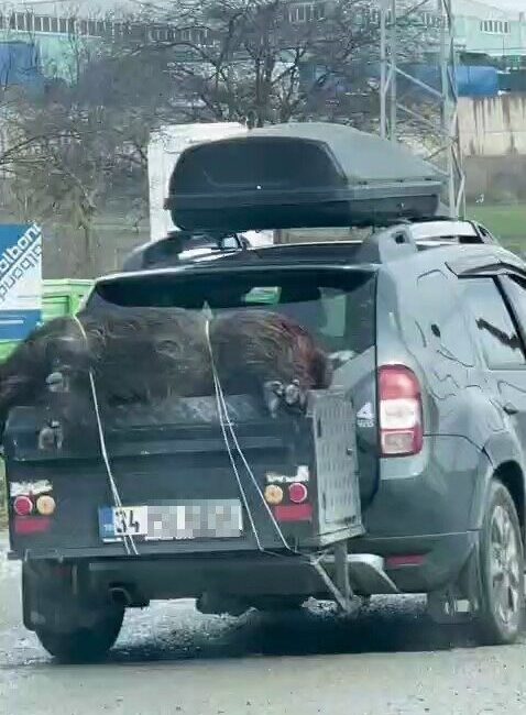 İstanbul’un Arnavutköy ilçesinde ölü domuzun bir aracın arkasına halatla bağlanarak