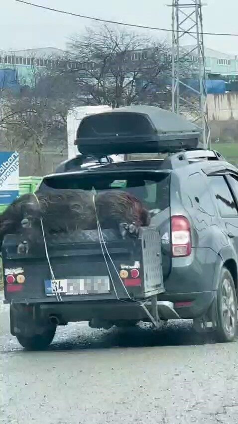 İstanbul’un Arnavutköy ilçesinde ölü domuzun bir aracın arkasına halatla bağlanarak