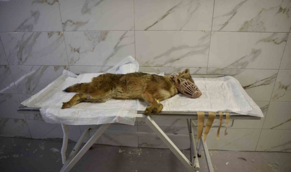 Samsun’un Atakum ilçesinde sokak ortasında bitkin halde bulunan çakal, Ondokuz