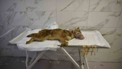 Samsun’un Atakum ilçesinde sokak ortasında bitkin halde bulunan çakal, Ondokuz