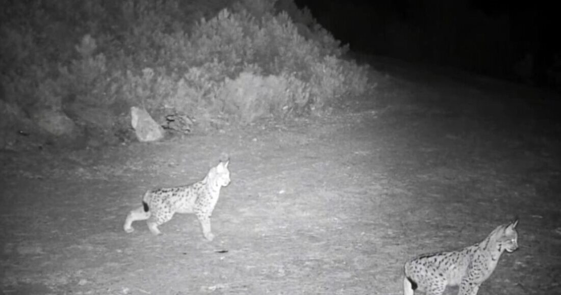 Çankırı’da doğaya yerleştirilen fotokapan kameralar, nesli tükenme tehlikesi altındaki vaşakları