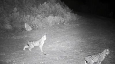 Çankırı’da doğaya yerleştirilen fotokapan kameralar, nesli tükenme tehlikesi altındaki vaşakları