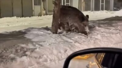 Ağrı’nın Patnos ilçesi Selahaddin Eyyübi Mahallesi Kanuni Caddesi üzerinde, bir