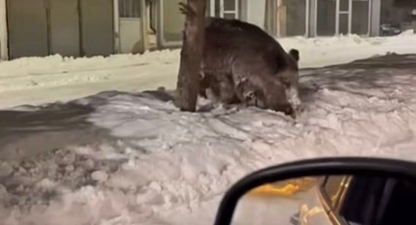 Ağrı’nın Patnos ilçesi Selahaddin Eyyübi Mahallesi Kanuni Caddesi üzerinde, bir